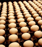 Italian agriculture food manufacturing suppliers, Italy agriculture wholesale Italian vendors and beverage manufacturing companies to the USA agriculture distribution vendors and mall market industry.. Share your industrial agriculture products manufacturing with the worldwide distribution market... Italian agriculture manufacturing suppliers industry to the wholesale industrial agriculture distribution in Dubai, United States, Italy, Germany, England, Ireland, Japan, Taiwan, Saudi Arabia, UAE, Brazil, Argentina, Peru, Venezuela, Mexico, Uruguay, Bolivia... Italian Business Guide your agriculture manufacturing suppliers source...