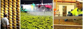Italian food manufacturing, Italian food suppliers, Italy agriculture products, olive oil, pasta, maccaroni, penne, spaghetti, farfalle, milk, frozen food, prosciutto, flour, bread, pizza... wholesale Italian vendors and beverage manufacturing companies to the USA agriculture distribution vendors and mall market industry.. Share your industrial agriculture products manufacturing with the worldwide distribution market... Italian agriculture manufacturing suppliers industry to the wholesale industrial agriculture distribution in Dubai, United States, Italy, Germany, England, Ireland, Japan, Taiwan, Saudi Arabia, UAE, Brazil, Argentina, Peru, Venezuela, Mexico, Uruguay, Bolivia... Italian Business Guide your agriculture manufacturing suppliers source...