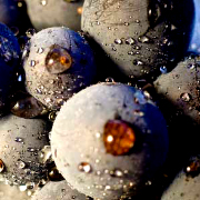 Made in Italy primitivo grapes for our niche red wines for a vip market, wines from primitivo and negroamaro grapes to produce the most exclusive wine of the Italian producers to high class restaurants and vip distributors in United States, retail wineries in California, Middle East, Germany wineries, Dubai distribution market. Primitivo red wine for lovers for a vip tables and niche Negroamaro wines for vip world market