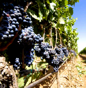 Primitivo and Negroamaro grapes for our Made in Italy niche red wines for a vip market, wines from primitivo and negroamaro grapes to produce the most exclusive wine of the Italian producers to high class restaurants and vip distributors in United States, retail wineries in California, Middle East, Germany wineries, Dubai distribution market. Primitivo red wine for lovers for a vip tables and niche Negroamaro wines for vip world market