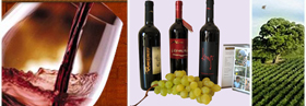 Made in Italy niche red wines for a vip market, wines from primitivo and negroamaro grapes to produce the most exclusive wine of the Italian producers to high class restaurants and vip distributors in United States, retail wineries in California, Middle East, Germany wineries, Dubai distribution market. Primitivo red wine for lovers for a vip tables and niche Negroamaro wines for vip world market