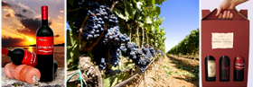 Made in Italy niche red wines for a vip market, wines from primitivo and negroamaro grapes to produce the most exclusive wine of the Italian producers to high class restaurants and vip distributors in United States, retail wineries in California, Middle East, Germany wineries, Dubai distribution market. Primitivo red wine for lovers for a vip tables and niche Negroamaro wines for vip world market